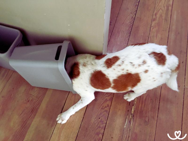 Pes-zere-odpadky (4)
